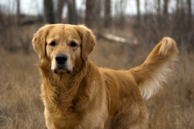 becky golden retrievers golden retriever raza de perros golden retriever becky golden retrievers golden retriever raza de perros golden retriever