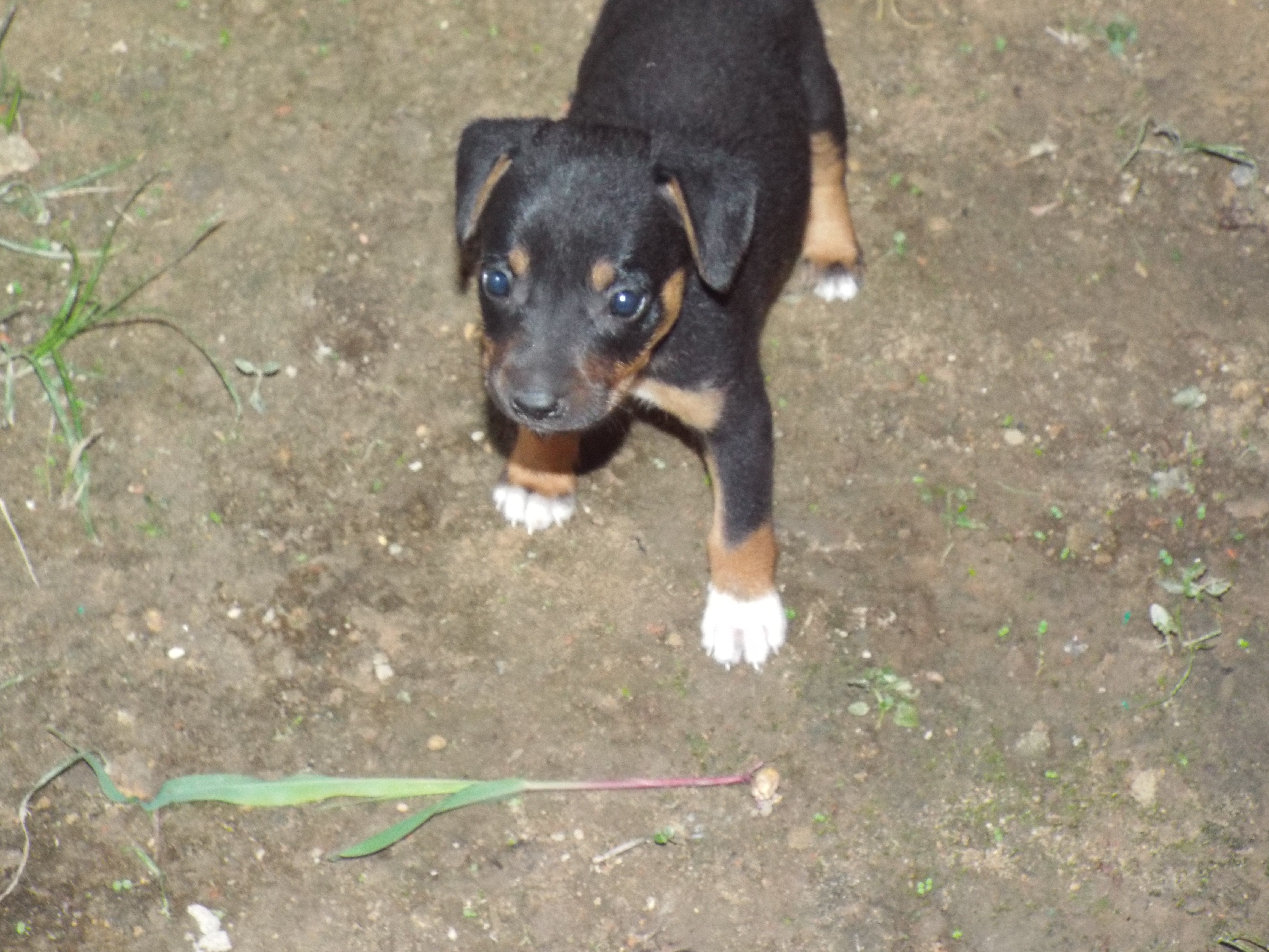 Scooby Doo Nombre de perro para Macho Scooby Doo Nombre de perro para Macho
