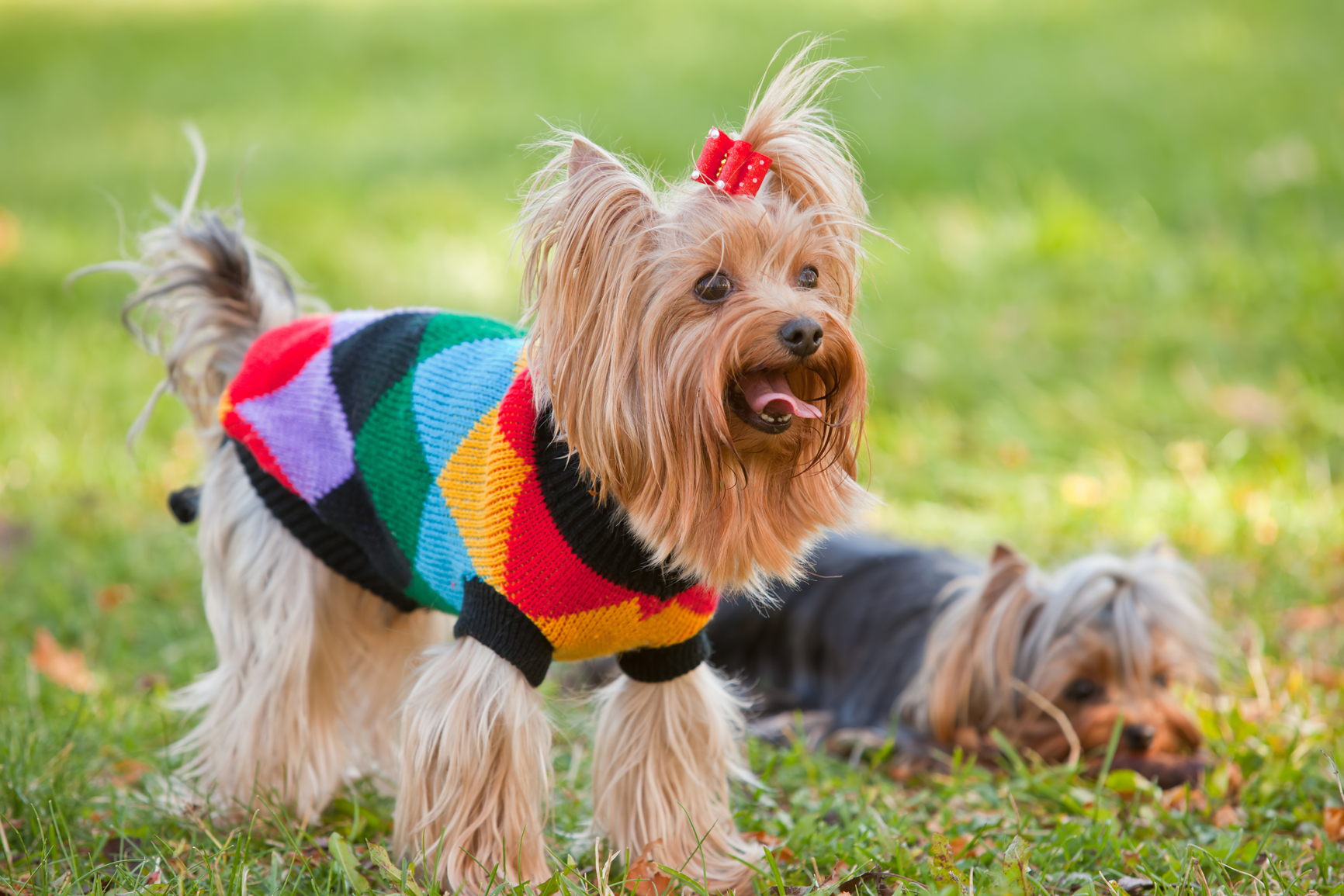 yorkie con chihuahua las 5 razas de perros m 225 s comunes en espa 241 a nombres de perros yorkie con chihuahua las 5 razas de perros m 225 s comunes en espa 241 a nombres de perros