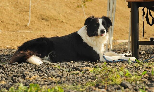 Nombres De Perros Hembras Border Collie