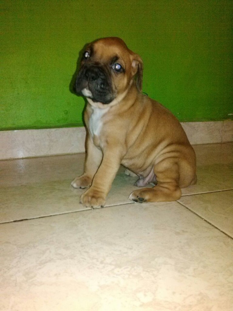 pug belga