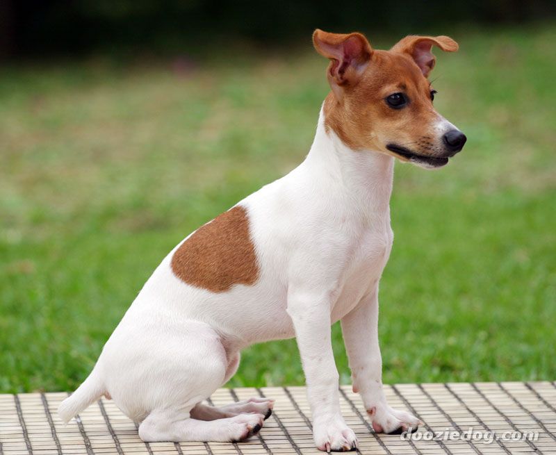 14+ Razas de Perros sin Cola ¡Con Fotos!