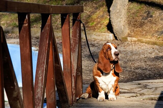 perro mediano basset hound