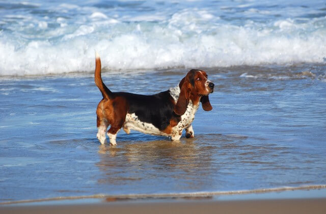 macho de basset hound