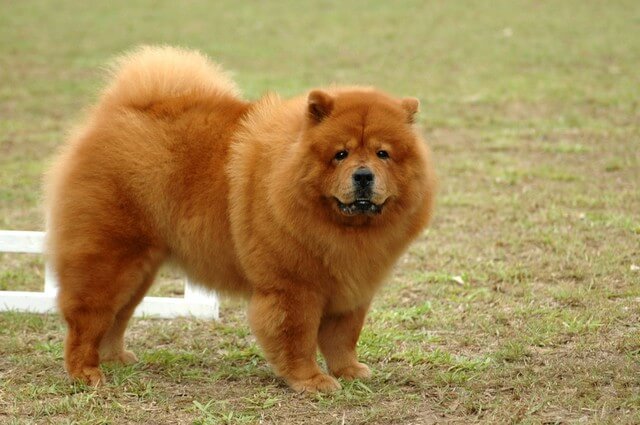 Nombres De Chow Chow Nombres De Perros Nombres De Chow Chow Nombres De Perros