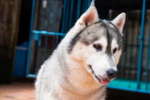 Husky siberiano macho