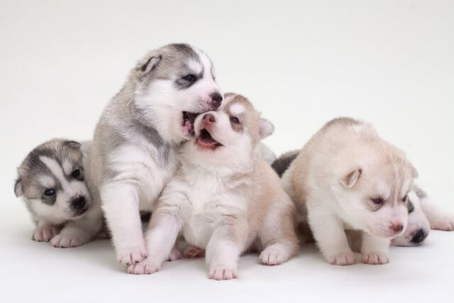 Cachorros de husky jugando