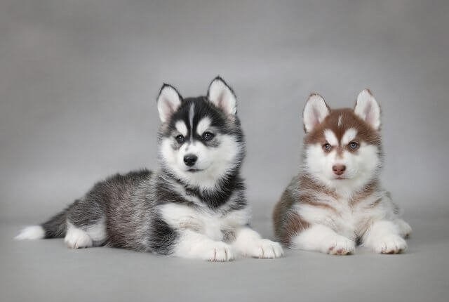 Nombres Para Perros Husky 101 Ideas De Nombres Para Husky Siberiano Nombres Para Perros Husky 101 Ideas De Nombres Para Husky Siberiano