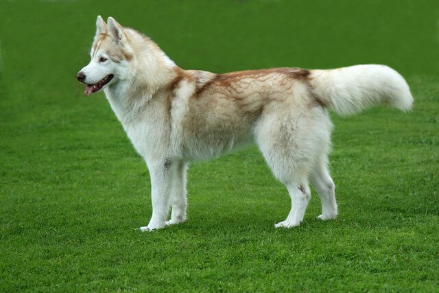 Husky grande hembra con 2 años