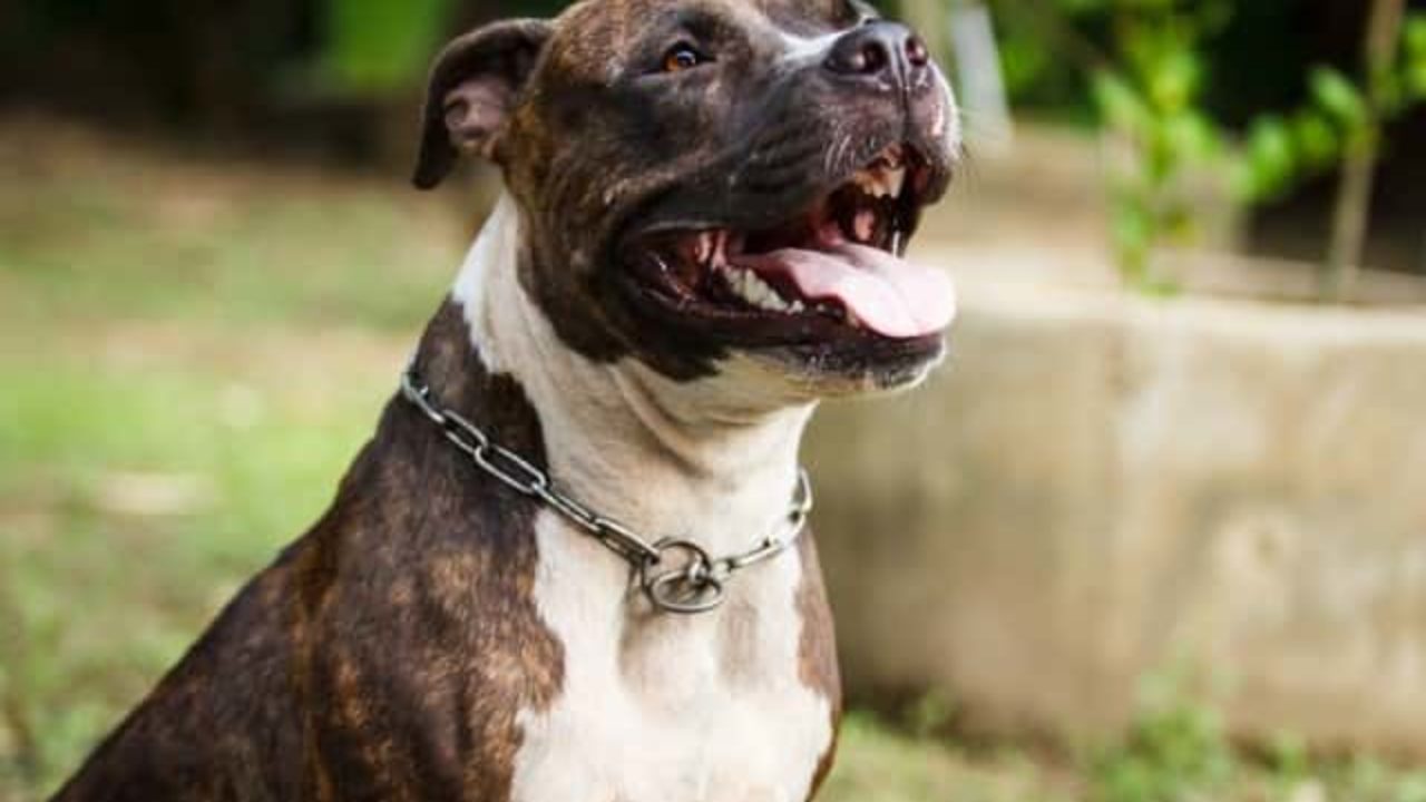 350 Nombres Para Perros Pitbull Para Machos Y Hembras 350 Nombres Para Perros Pitbull Para Machos Y Hembras
