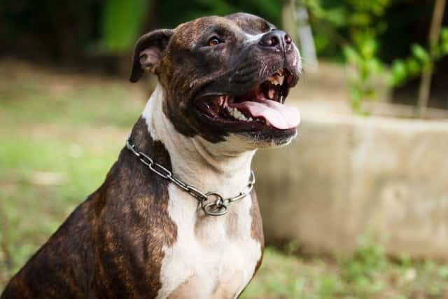 350 Nombres para perros Pitbull | Para Machos y Hembras