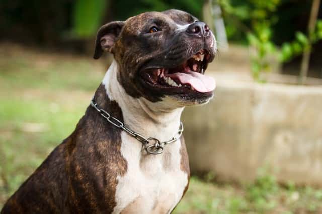 Pitbull atigrado caracteristicas