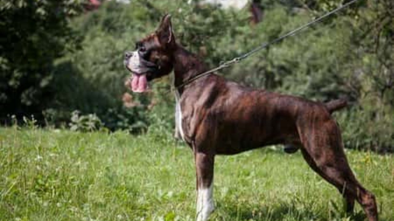 Nombres Para Perros Boxer 400 Ideas Para Tu Perro De Raza Boxer