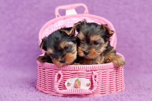 Cachorros pequeños de yorkshire terrier