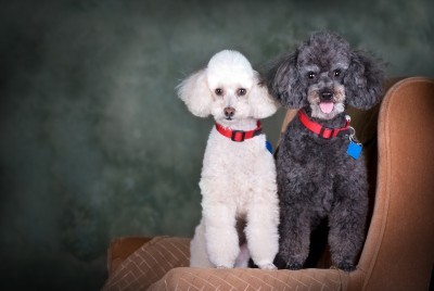 Nombres Para Perros Caniches 350 Ideas Para Llamar A Tu Caniche Nombres Para Perros Caniches 350 Ideas Para Llamar A Tu Caniche