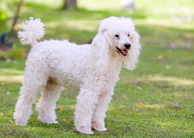 Nombres Para Perros Caniches 350 Ideas Para Llamar A Tu Caniche