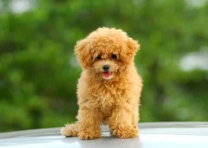 Cachorro hembra de caniche canela