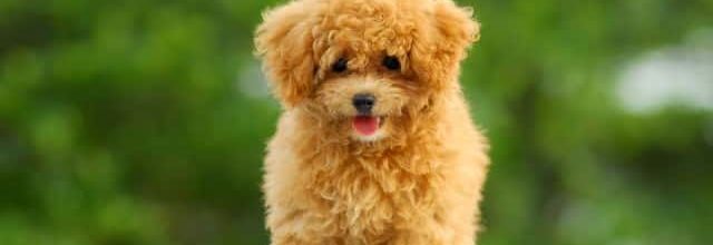 Cachorro hembra de caniche canela