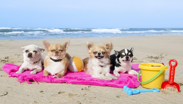 Nombres Para Perros Chihuahua 500 Ideas Para Cachorros