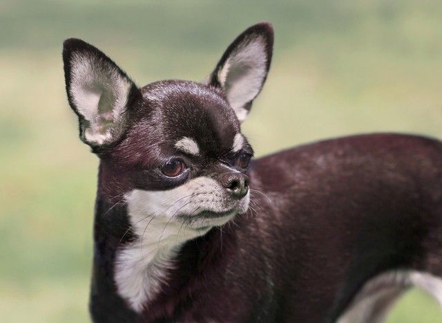 Nombres Para Perros Chihuahua 500 Ideas Para Cachorros Nombres Para Perros Chihuahua 500 Ideas Para Cachorros