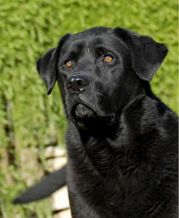 Nombres para  labrador negro