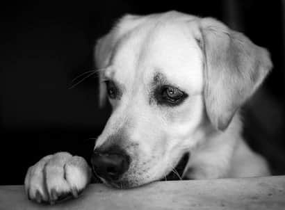 Labrador retriever adulto