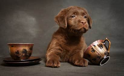 Nombres Para Perros Labradores 350 Ideas Para Tu Cachorro Labrador