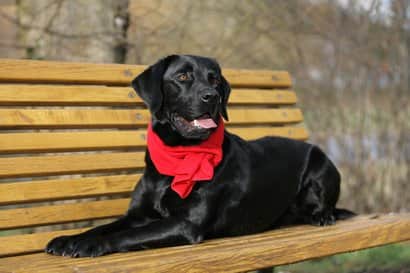 Macho negro con 3 años de edad