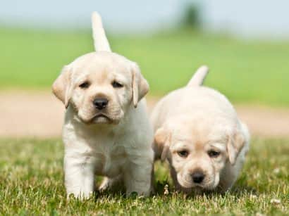 Cachorros de labrador retriever