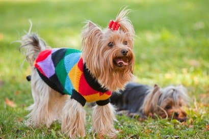Hembra y macho de yorkshire terrier