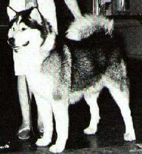 Mukluk Husky