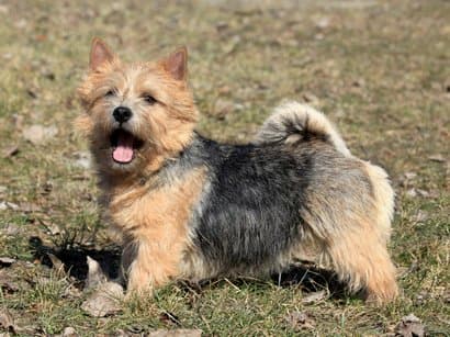 Nombres para norwich terrier