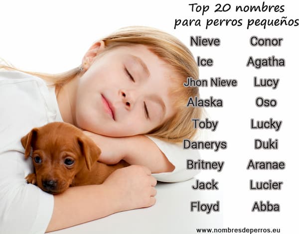 Nombres para perros pequeños