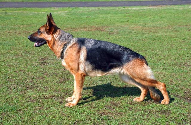 Pastor alemán macho adulto 