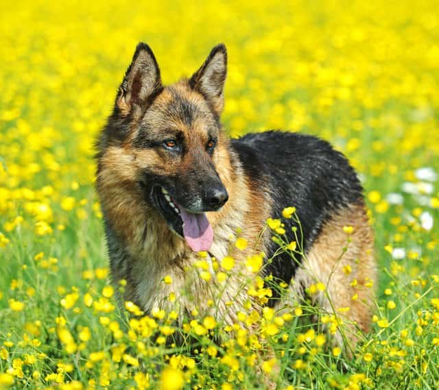 Hembra en campo de girasoles