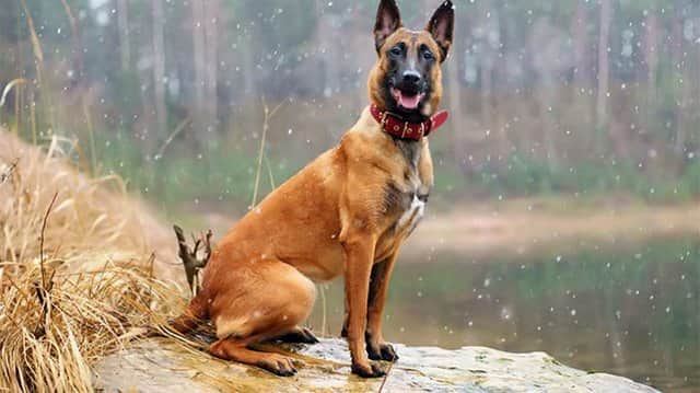 Pastor belga con 4 años en el monte