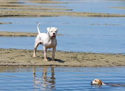 Dogo argentino grande en la bahía