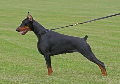 Hembra de doberman color negro