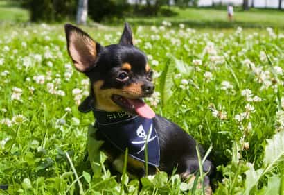 Cachorro de chihuahua negro