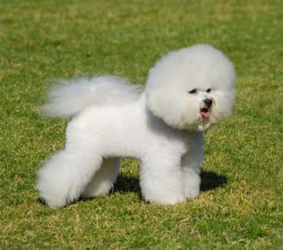 Nombres Para Perros Blancos 300 Nombres Increibles Para Tu Perro Nombres Para Perros Blancos 300 Nombres Increibles Para Tu Perro