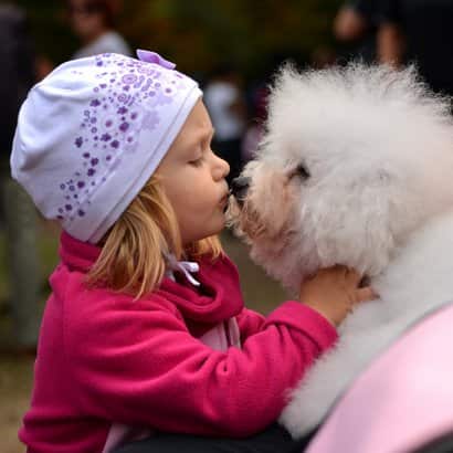 Niña con su machito de bichón frisé blanco