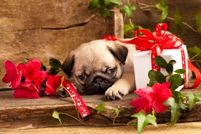 Carlino macho tumbado