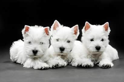 Tres Cachorros de westy blancos