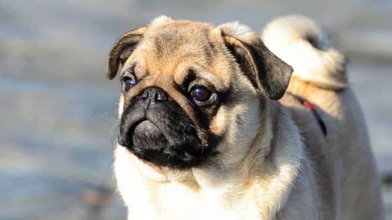 300 Nombres Para Perros Pug Para Machos Y Hembras 300 Nombres Para Perros Pug Para Machos Y Hembras