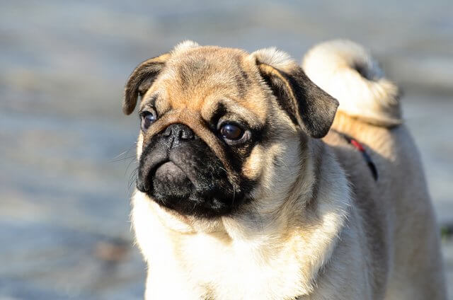 Pug hembra llamada Carolina