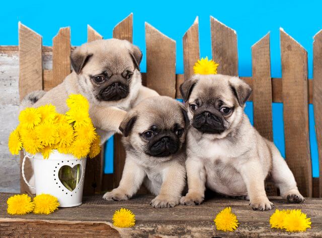 Tres cachorros de pug con girasoles amarillos