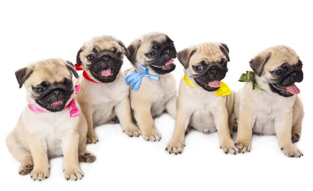 300 Nombres Para Perros Pug Para Machos Y Hembras 300 Nombres Para Perros Pug Para Machos Y Hembras