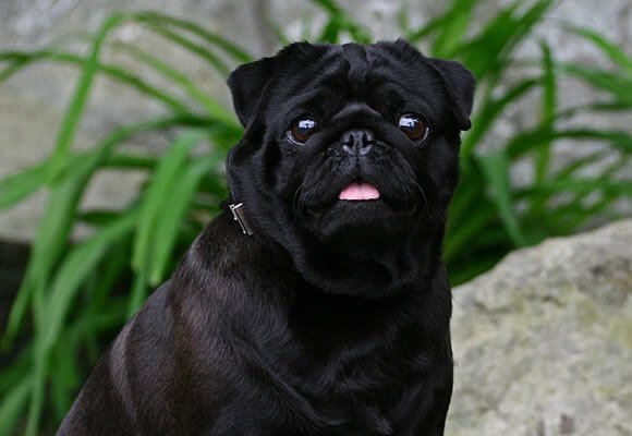 300 Nombres Para Perros Pug Para Machos Y Hembras 300 Nombres Para Perros Pug Para Machos Y Hembras