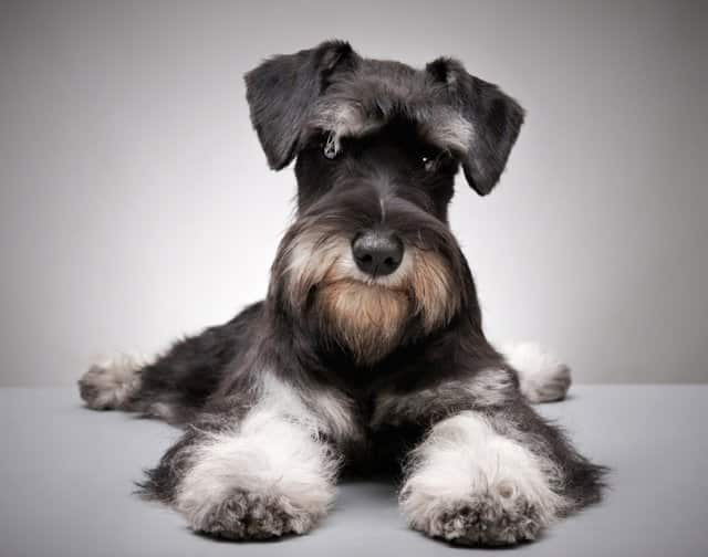 Schnauzer blanco y negro adulto