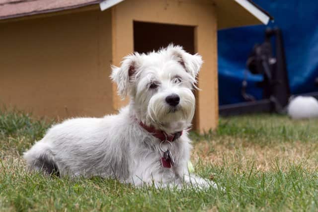 Nombres Para Perros Schnauzer 400 Ideas Para Tu Perro Schnauzer Nombres Para Perros Schnauzer 400 Ideas Para Tu Perro Schnauzer